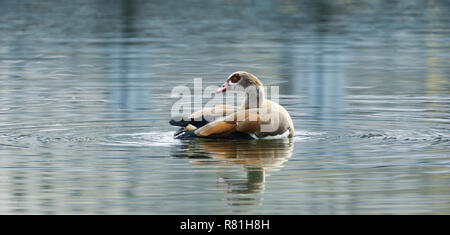 Close-up di un oca egiziana (Alopochen aegyptiaca) al lago. Foto Stock