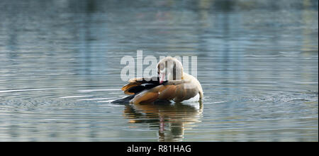 Close-up di un oca egiziana (Alopochen aegyptiaca) al lago. Foto Stock