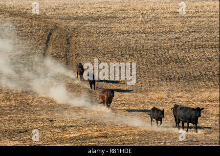 Vacche kick up polvere come essi seguono una ben viaggiato il sentiero verso il basso una collina di un campo di stoppie in Oregon rurale Foto Stock