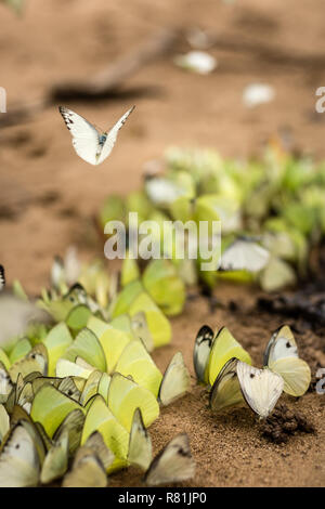 Uno sciame di farfalle della festa da qualcosa nella sabbia di fiume spiaggia laterale sul bordo del Taman Negara e la foresta pluviale tropicale parco nazionale in Foto Stock