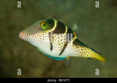 Valentins Sharpnose Puffer (Canthigaster valentini) in Celebes Mare. Parco Nazionale di Bunaken, Nord Sulawesi, Indonesia Foto Stock