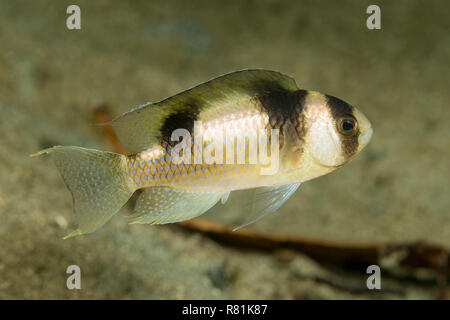 Nero-nastrare Demoiselle (Amblypomacentrus breviceps) nuotare nel mare Celebes. Parco Nazionale di Bunaken, Nord Sulawesi, Indonesia.. Foto Stock