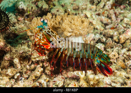 Peacock Mantis Shrimp (Odontodactylus scyllarus) nella barriera corallina. Bali Sea, Lombok, Indonesia Foto Stock