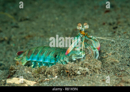 Rosa-eared Canocchia (Odontodactylus latirostris) sul fondo del mare. Molucca Mare, Lembeh strait, Sulawesi, Indonesia Foto Stock