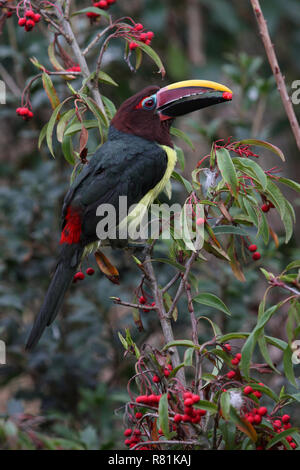 Aracari verde (Pteroglossus viridis) mangia beery Foto Stock