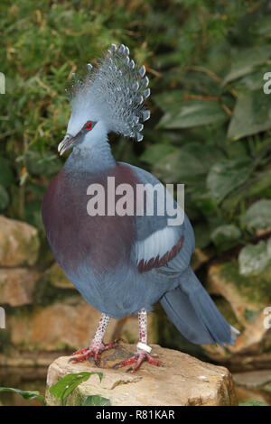 Scheepmakers incoronato piccione (Goura scheepmakeri). Adulto in un zoo. Germania. Foto Stock