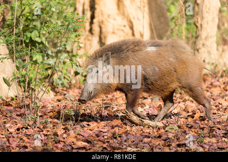 Il cinghiale (Sus scrofa cristatus). Maschio adulto a piedi. Parco di cittadino di Corbett, India Foto Stock