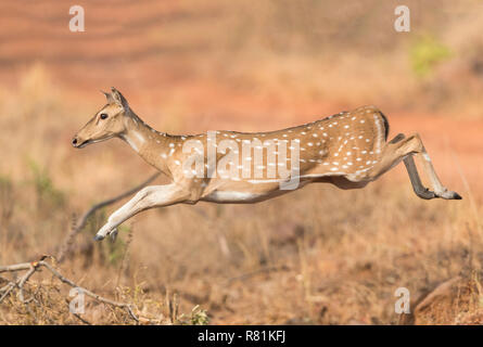 Chital, cervi asse (asse asse). Femmina adulta in esecuzione. Tadoba-Andhari Tigerreserve, Maharashtra, India Foto Stock