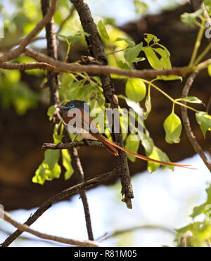 African Paradise Flycatcher (Terpsiphone viridis) appollaiato su un ramo Foto Stock