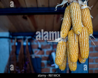 Giallo essiccato i duroni appeso sul polo nera con copia spazio. Foto Stock