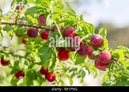 Mirabelle rosso ciliegia prugne - Prunus domestica syriaca illuminata dal sole, crescendo su albero selvatico su una casa estiva di Skopelos Island, Grecia. Foto Stock