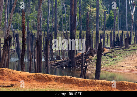 Thakhek, Laos - Aprile 20, 2018: gli alberi morti circondata da una foresta vicino a Nam Theun villaggio nel sud Laos durante la stagione secca Foto Stock