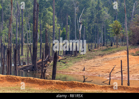 Thakhek, Laos - Aprile 20, 2018: gli alberi morti circondata da una foresta vicino a Nam Theun villaggio nel sud Laos durante la stagione secca Foto Stock