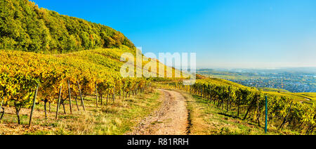 Vigneti di Rudesheim nella gola del Reno in Germania Foto Stock