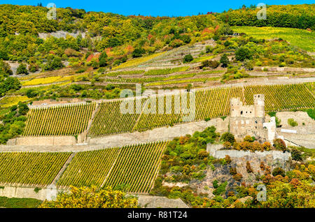 Ehrenfels Castello con vigneti in autunno. La Gola del Reno, Germania Foto Stock