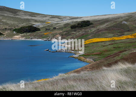 Regno Unito, Isole Falkland, West Falkland, West Point Island. Paesaggio costiero vista con giallo di fioritura e ginestre. Foto Stock