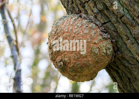Chiudere su una quercia Burl Foto Stock