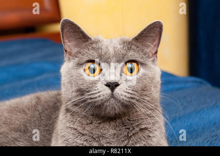 Britannico gatto con bellissimi occhi Arancio, affascinante muso di grigio Britannico gatto con grandi occhi arancio che guarda dritto verso la fotocamera close-up. Foto Stock