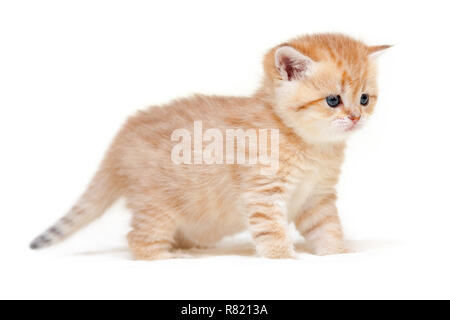 Affascinante a strisce di zenzero British gattino sorge su quattro gambe su un isolato bianco sullo sfondo. Foto Stock