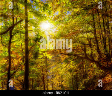 DE - Baviera: Kalvarienberg autunnali foresta a Bad Toelz (HDR-immagine) Foto Stock