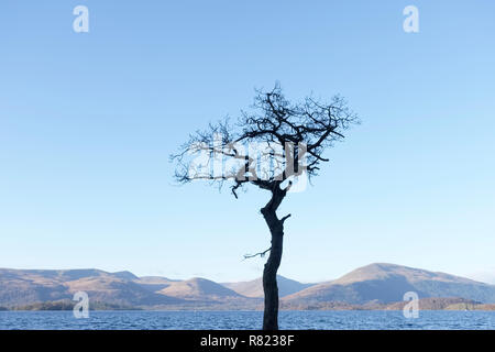 Un unico albero solitario in acqua a Milarrochy Bay Loch Lomond Scozia UK Foto Stock