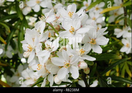 Fioriture primaverili di Choisya × dewitteana 'Perla Azteca', chiamato anche arancione messicano 'Perla Azteca'. Modulo Gas Anestetici Foto Stock