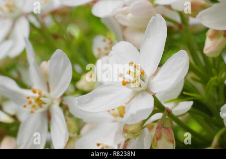 Fioriture primaverili di Choisya × dewitteana 'Perla Azteca', chiamato anche arancione messicano 'Perla Azteca'. Modulo Gas Anestetici Foto Stock