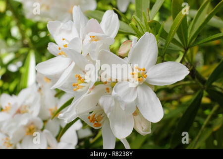 Fioriture primaverili di Choisya × dewitteana 'Perla Azteca', chiamato anche arancione messicano 'Perla Azteca'. Modulo Gas Anestetici Foto Stock