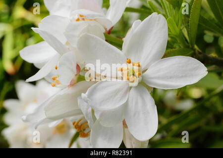 Fioriture primaverili di Choisya × dewitteana 'Perla Azteca', chiamato anche arancione messicano 'Perla Azteca'. Modulo Gas Anestetici Foto Stock