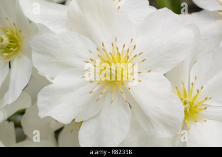 Clematis x cartmanii valanga. Evergreen clematis anche chiamato la clematide Blaaval possono, GIARDINO DEL REGNO UNITO Foto Stock