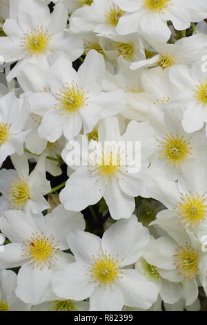 Clematis x cartmanii valanga. Evergreen clematis anche chiamato la clematide Blaaval possono, GIARDINO DEL REGNO UNITO Foto Stock