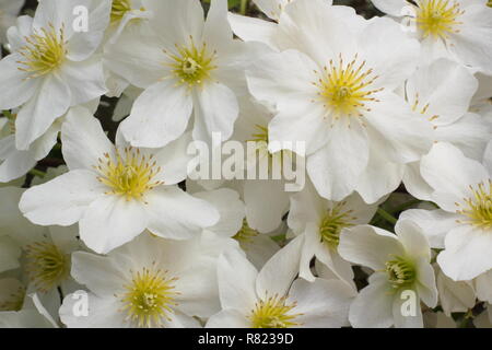 Clematis x cartmanii valanga. Evergreen clematis anche chiamato la clematide Blaaval possono, GIARDINO DEL REGNO UNITO Foto Stock