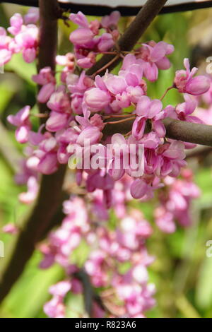 Fioriture primaverili di Cercis siliquastrum, chiamato anche l'albero di Giuda, fioritura in maggio, GIARDINO DEL REGNO UNITO Foto Stock