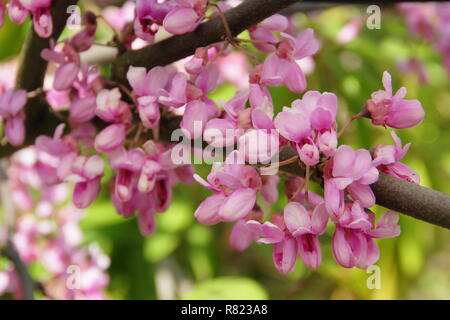 Fioriture primaverili di Cercis siliquastrum, chiamato anche l'albero di Giuda, fioritura in maggio, GIARDINO DEL REGNO UNITO Foto Stock