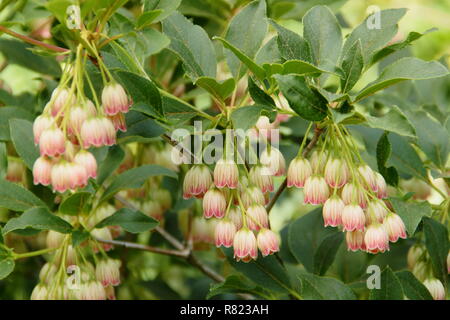 Fioritura primaverile di Enkianthus campanulatus, detto anche enkianthus rosseneo, fiorente in un giardino inglese in primavera. MODULO GAS ANESTETICI Foto Stock