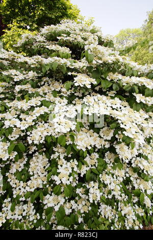 Viburnum plicatum tomentosum 'Mariesii'. Snowball giapponese 'Mariesii'' in fiore in un giardino di primavera , Maggio, REGNO UNITO Foto Stock