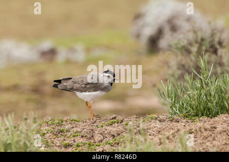 Spot-breasted Pavoncella (Vanellus melanocephalus), Bale Mountains National Park, zona di Balla, Regione Oromia, Etiopia Foto Stock