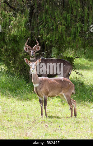 In montagna o Nyalas Balboks (Tragelaphus buxtoni), maschio e femmina, montagne di balle, Etiopia Foto Stock