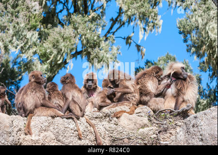 Gruppo di babbuino Gelada (Theropithecus gelada) su una roccia, Simien Mountains National Park, Amhara Region, Etiopia Foto Stock