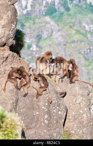 Gruppo di babbuino Gelada (Theropithecus gelada) su una roccia, Simien Mountains National Park, Amhara Region, Etiopia Foto Stock