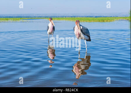 Marabou Cicogne (Leptoptilos crumeniferus), Awasa Harbour, Awasa, Etiopia Foto Stock