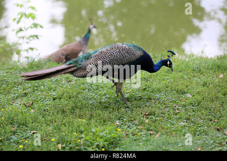 Peacock, una delle più belle dei grandi uccelli Foto Stock