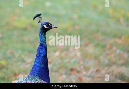 Peacock, una delle più belle dei grandi uccelli Foto Stock