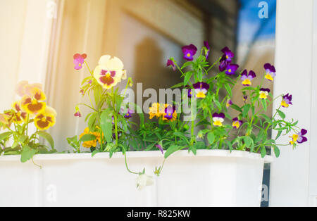 Un vaso di fiori di pansy sorge sulla finestra, splendida primavera ed estate fiori per casa e giardino, balcone o prato, sfondo naturale Foto Stock