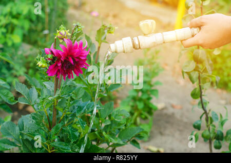 Uomo fiori di irrigazione nel centro giardino in una giornata di sole. letto floreale, Back Yard. il tubo flessibile di irrigazione Foto Stock