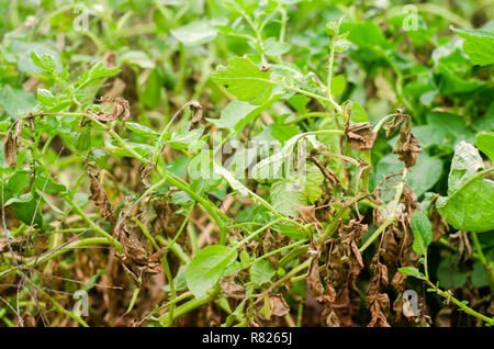 Foglie di patate con malattie. Pianta di patata colpite Phytophthora (Phytophthora infestans) nel campo. Close up. verdure. agriturismo agricoltura. c Foto Stock