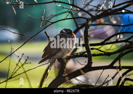 Pigeon seduto su un ramo di albero su una soleggiata giornata autunnale. Foto Stock