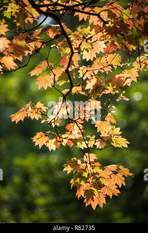 Albero di acero foglie retroilluminato in autunno colori, England, Regno Unito Foto Stock