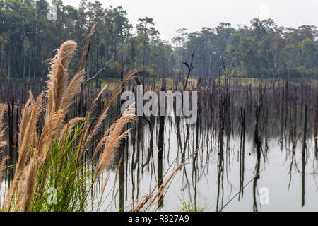 Thakhek, Laos - Aprile 20, 2018: gli alberi morti si riflette nelle acque di una laguna vicino a Nam Theun villaggio nel sud Laos Foto Stock