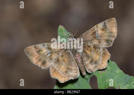 Texas Powdered-Skipper, Systasea pulverulenta, maschio Foto Stock